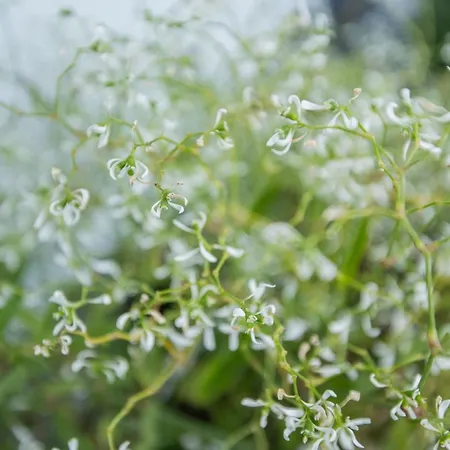 شقة Auszeit Mit Waldgefluester 35231 *