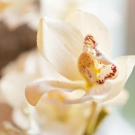 Auszeit Mit Waldgefluester 35231 * Hesel