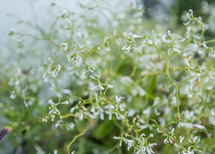 Apartment Auszeit Mit Waldgefluester 35231 *