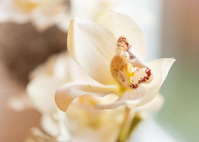 Auszeit Mit Waldgefluester 35231 * Hesel